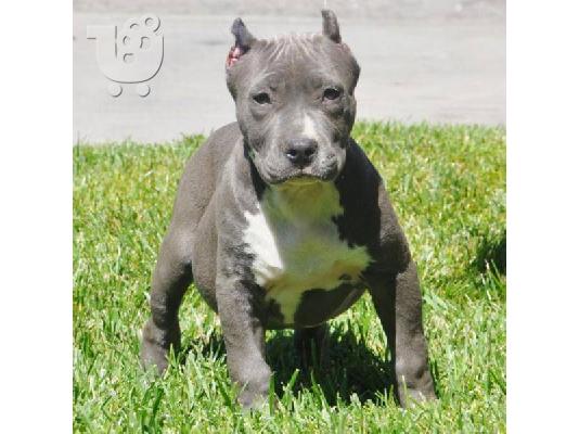 PoulaTo: AMERICAN PIT BULL TERRIER ΣΚΥΛΑΚΙ για υιοθεσία